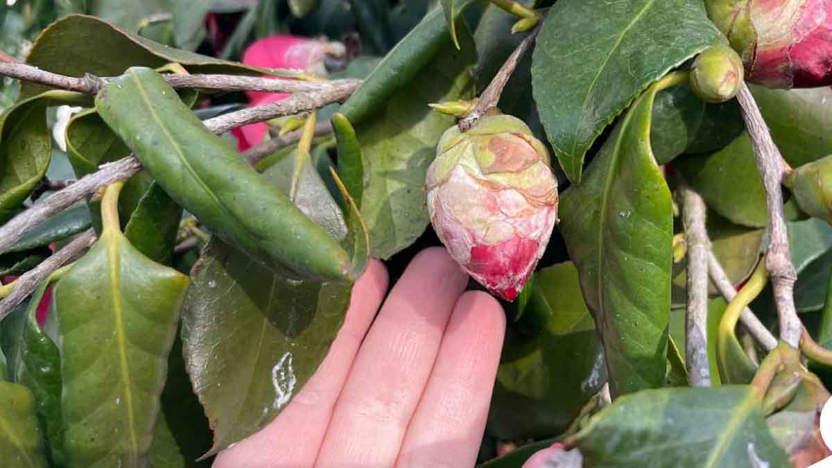 Astuces efficaces pour faire fleurir la Camélia