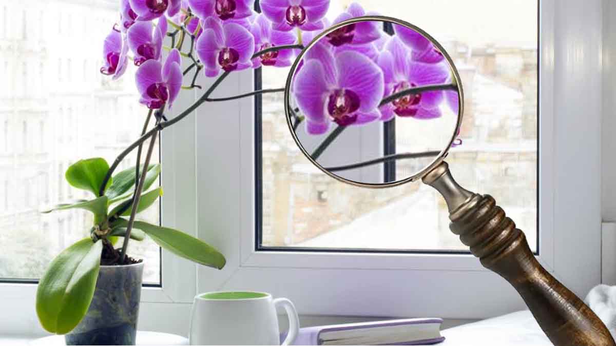 Astuces pour fertiliser les orchidées et les garder en forme