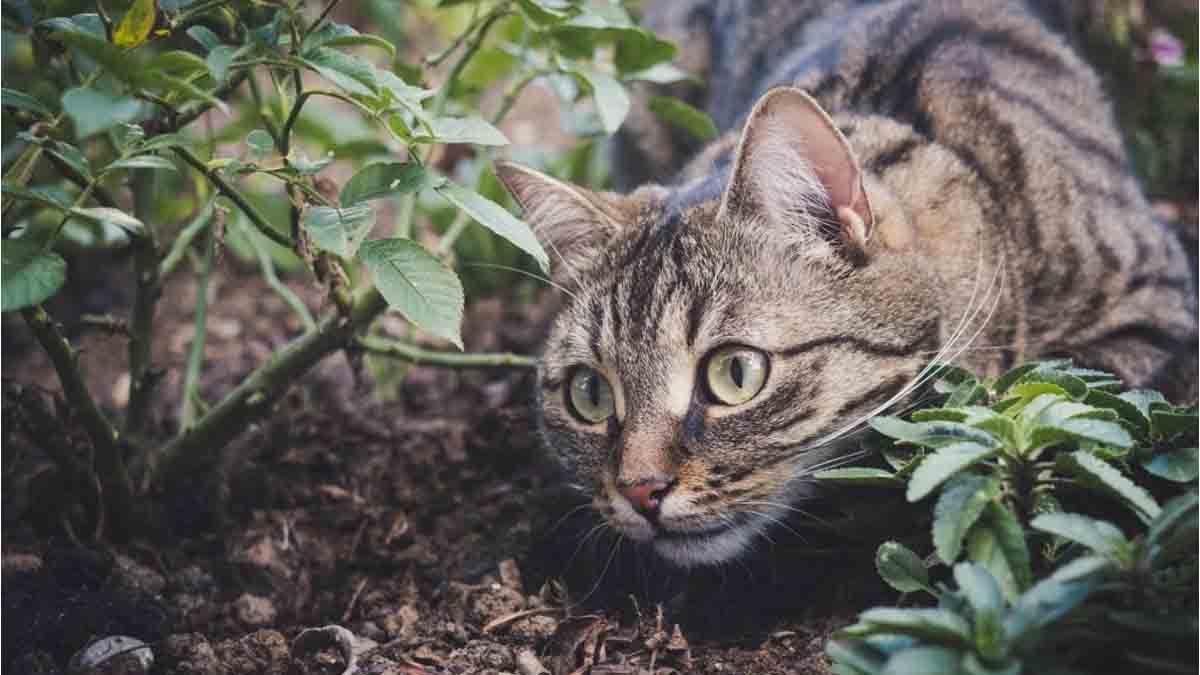 Connaissez Ces Plantes Repulsives De Chat Et Commencez A Les Planter