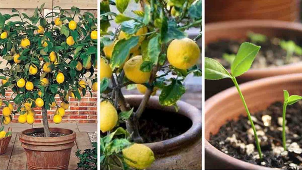 3 astuces de pépiniéristes pour faire pousser plein de citrons sur votre plante