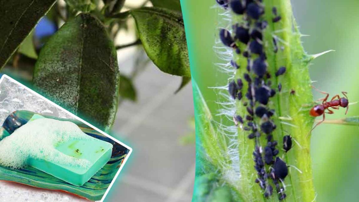 Œufs De Chrysopes Contre Pucerons & Cochenilles - Lutte Biologique - 1 Sachet = 100 œufs, Pour 10 M² - Pour Plantes D'intérieur, Jardin, Cannabis