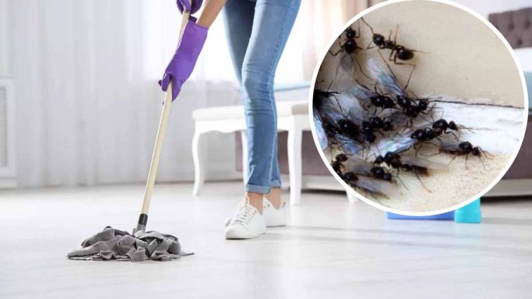 Faites disparaître les fourmis de votre maison avec ce remède rapide