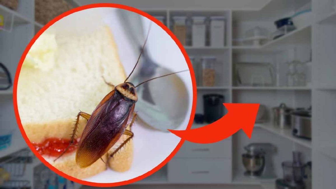 Les cafards envahissent la cuisine la faute à cette nourriture — free download