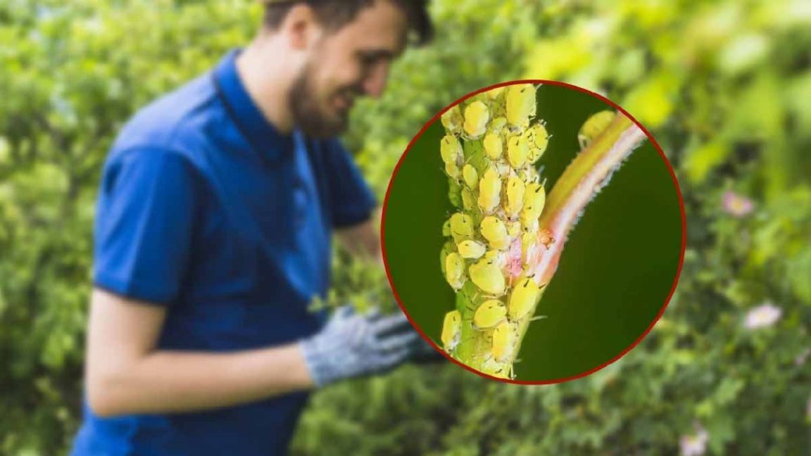 Comment éliminer les pucerons des plantes la méthode infaillible des — free download