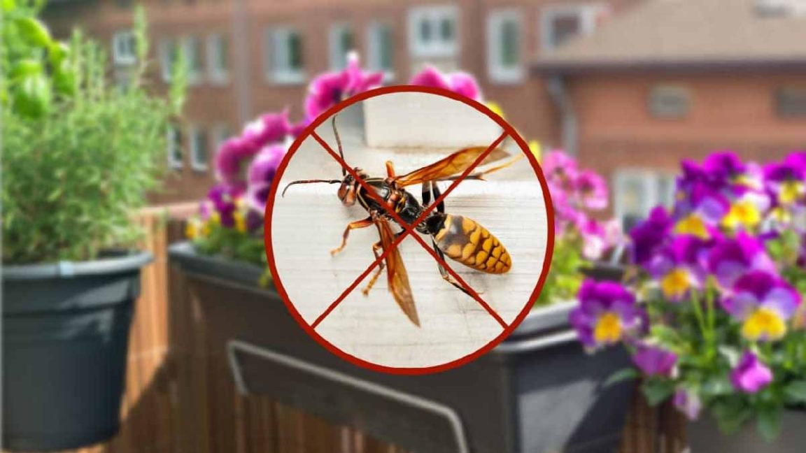 La plante magique à mettre sur le balcon pour repousser les guêpes et — free download