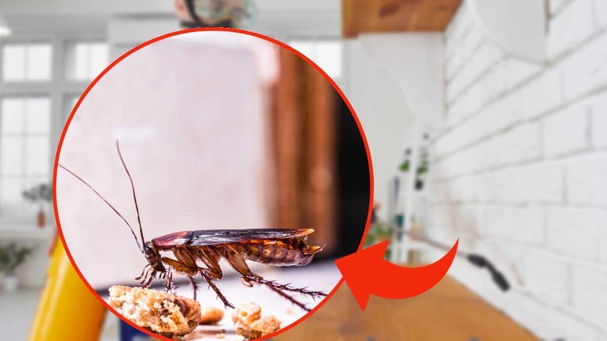 comment chasser les cafards de chez soi