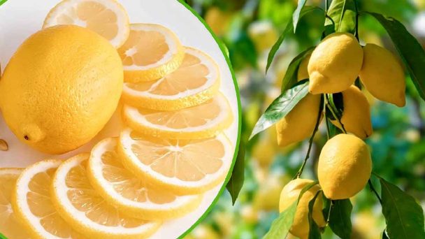 L’astuce secrète pour avoir des citrons bien juteux et sains