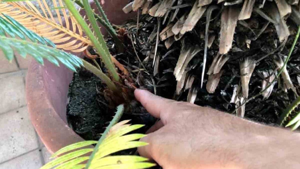 Comment Faire Repartir Un Cycas