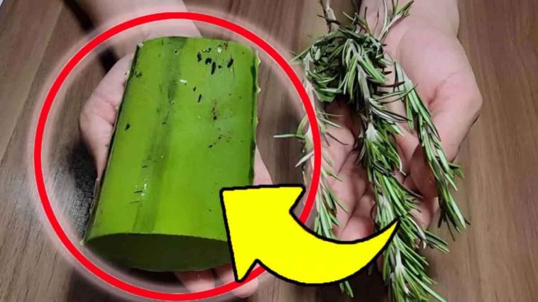 Aloe vera et romarin : fabriquez ce remède de grand-mère puissant