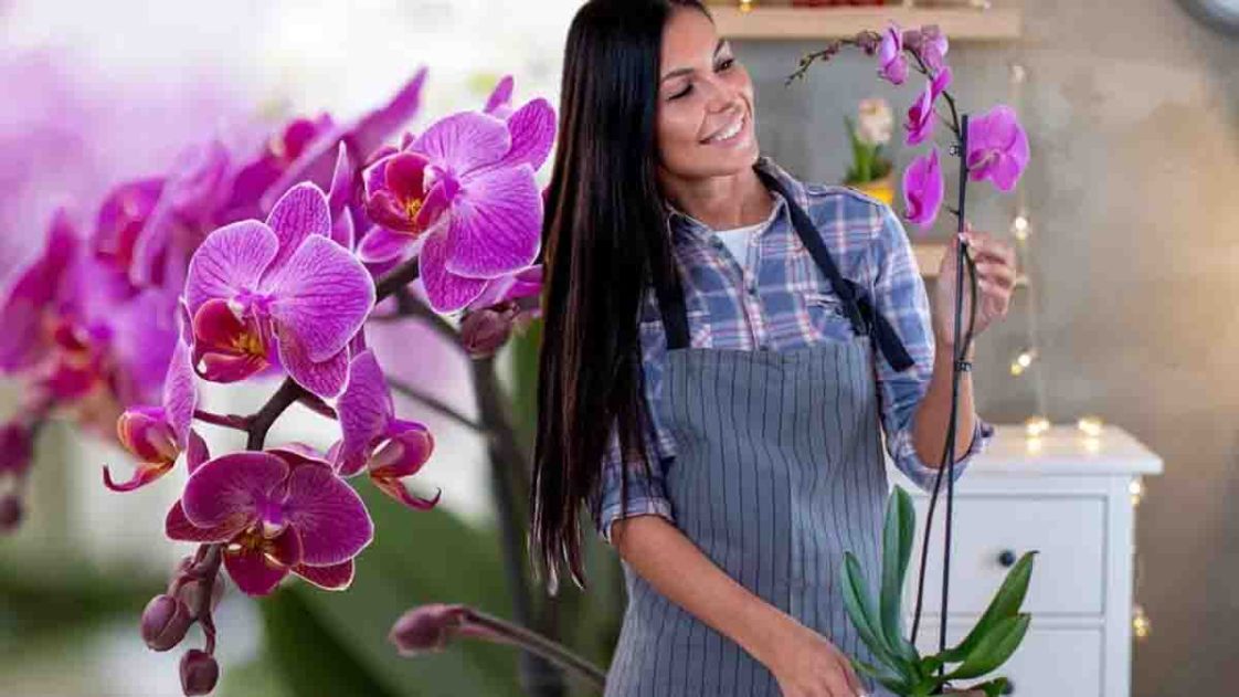 Du marc de café pour obtenir de belles fleurs d’orchidées
