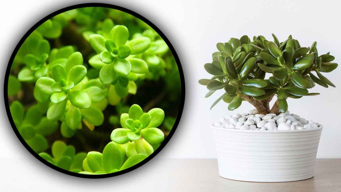 Quelle est la température idéale pour faire pousser l’arbre de jade