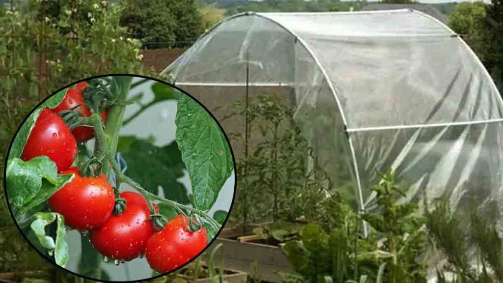 protéger les tomates de la pluie