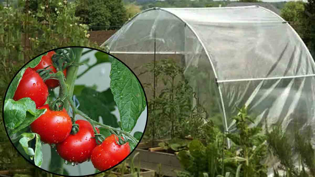 protéger les tomates de la pluie