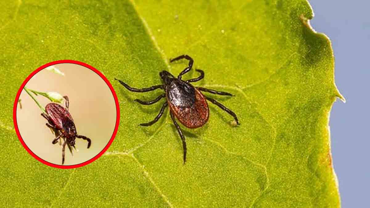 4 répulsifs anti-tiques naturels