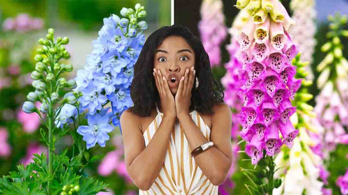 5 arbustes à feuilles colorées