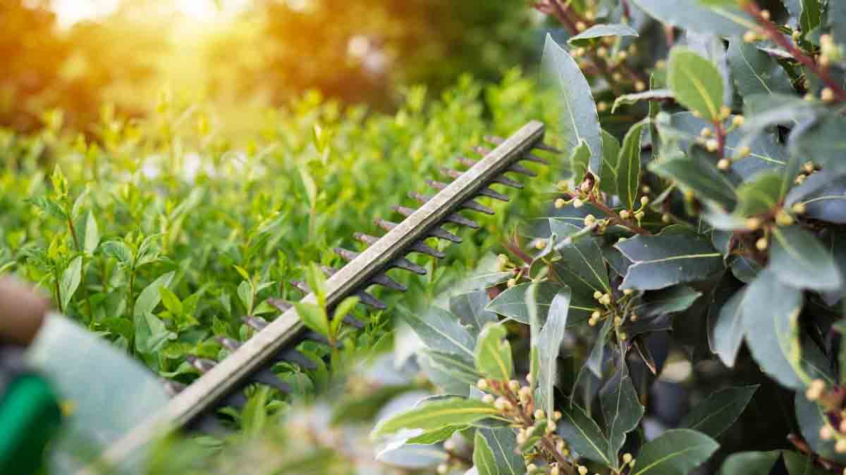 5 plantes vivaces incontournables