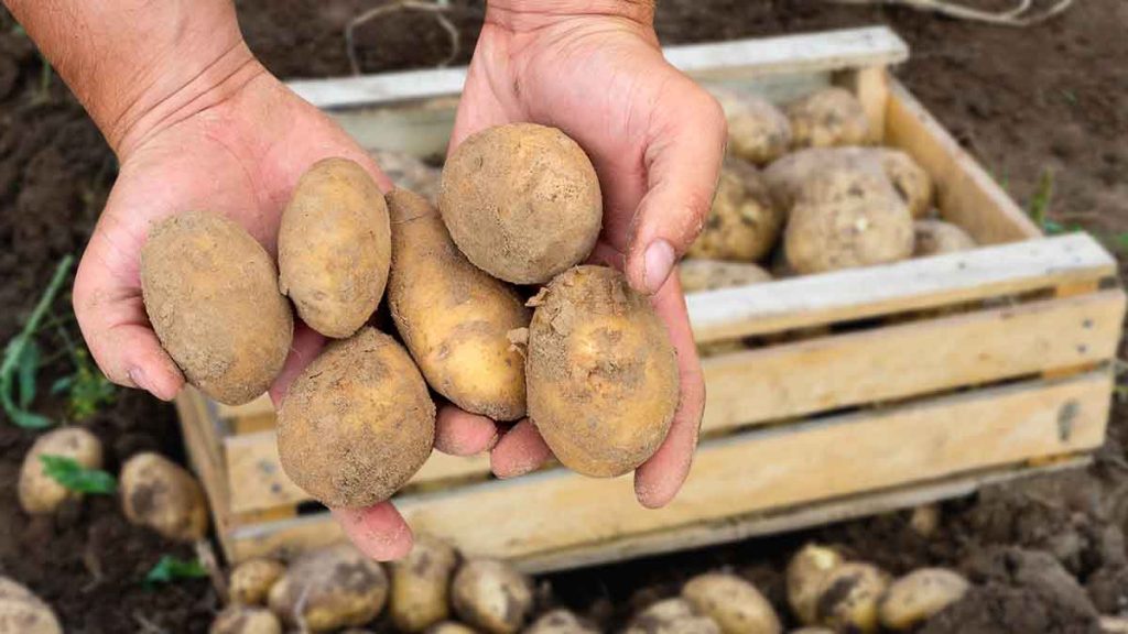 Conservation des pommes de terre la pomme estelle vraiment efficace