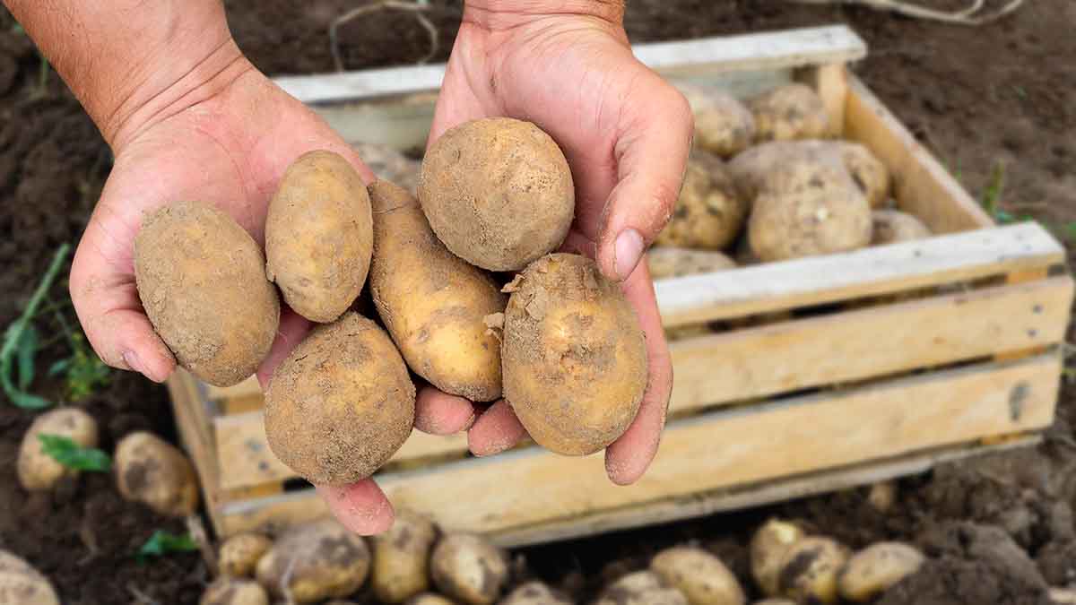 Conservation des pommes de terre