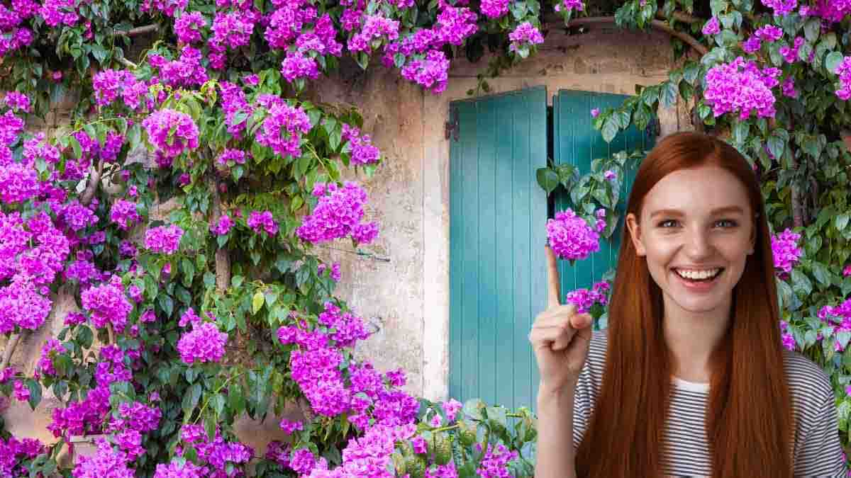 faire fleurir les bougainvilliers