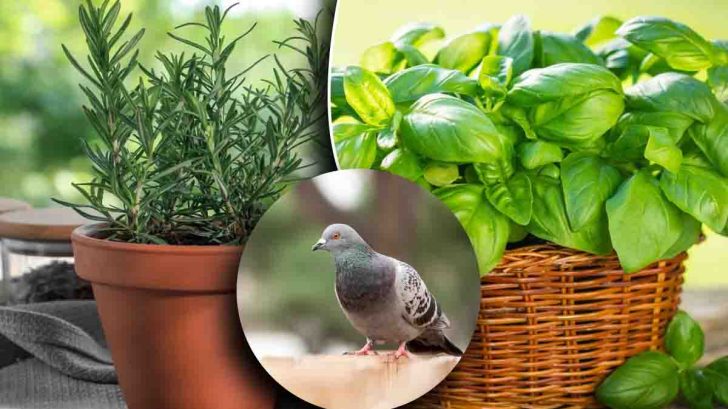 Faire fuir les pigeons : 6 plantes à avoir dans son balcon