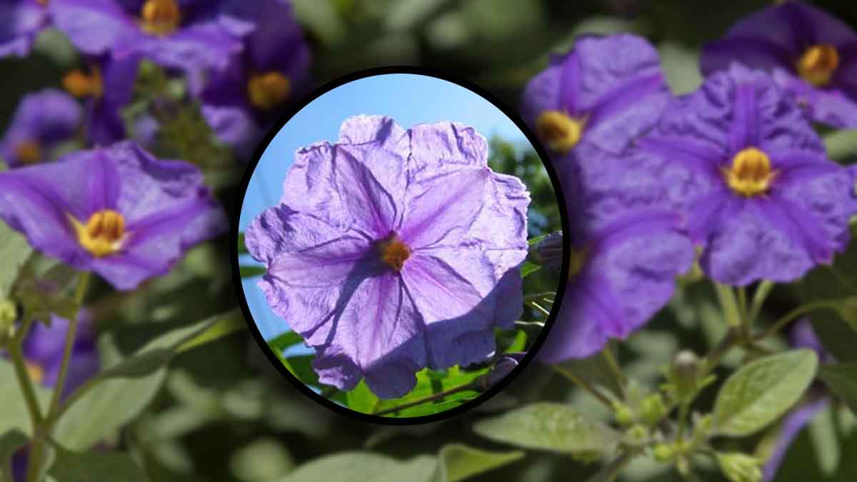 Faire pousser du Solanum dans son jardin