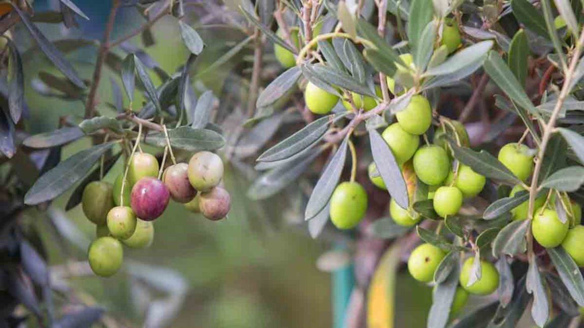 Quand et comment greffer un olivier le guide du jardinier