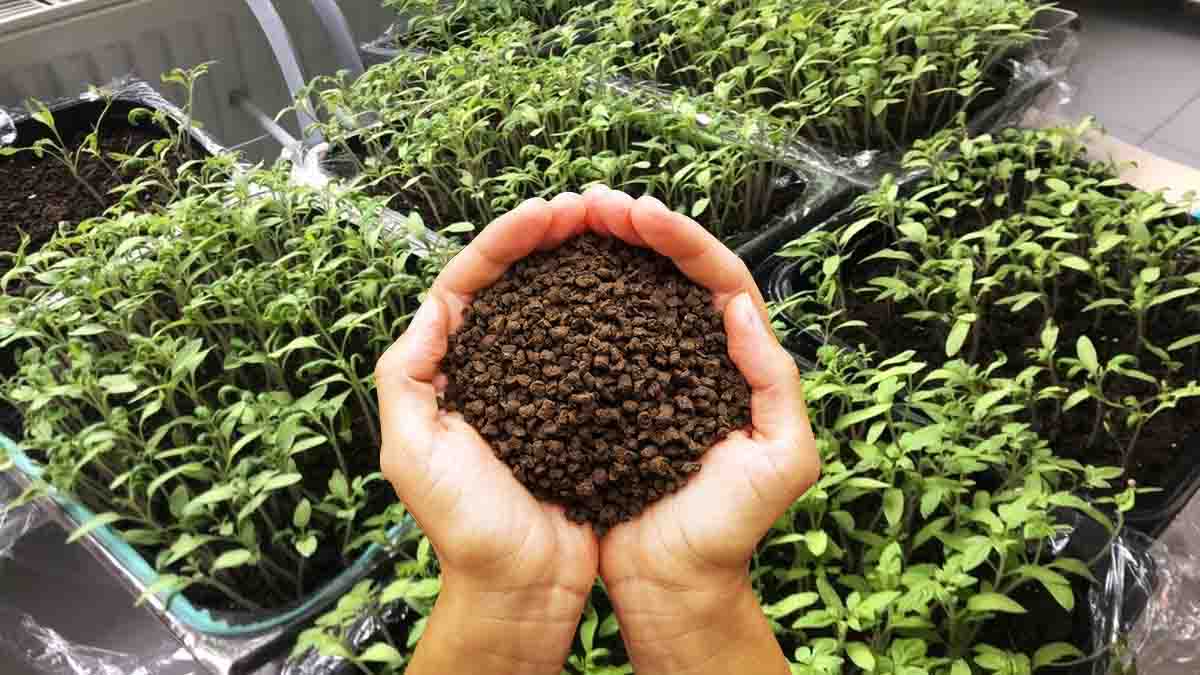 meilleur engrais naturel pour votre potager