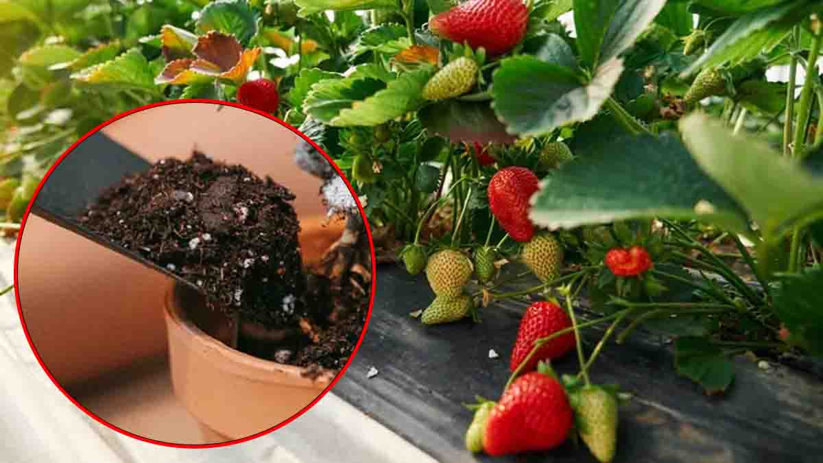 Obtenir de grosses fraises