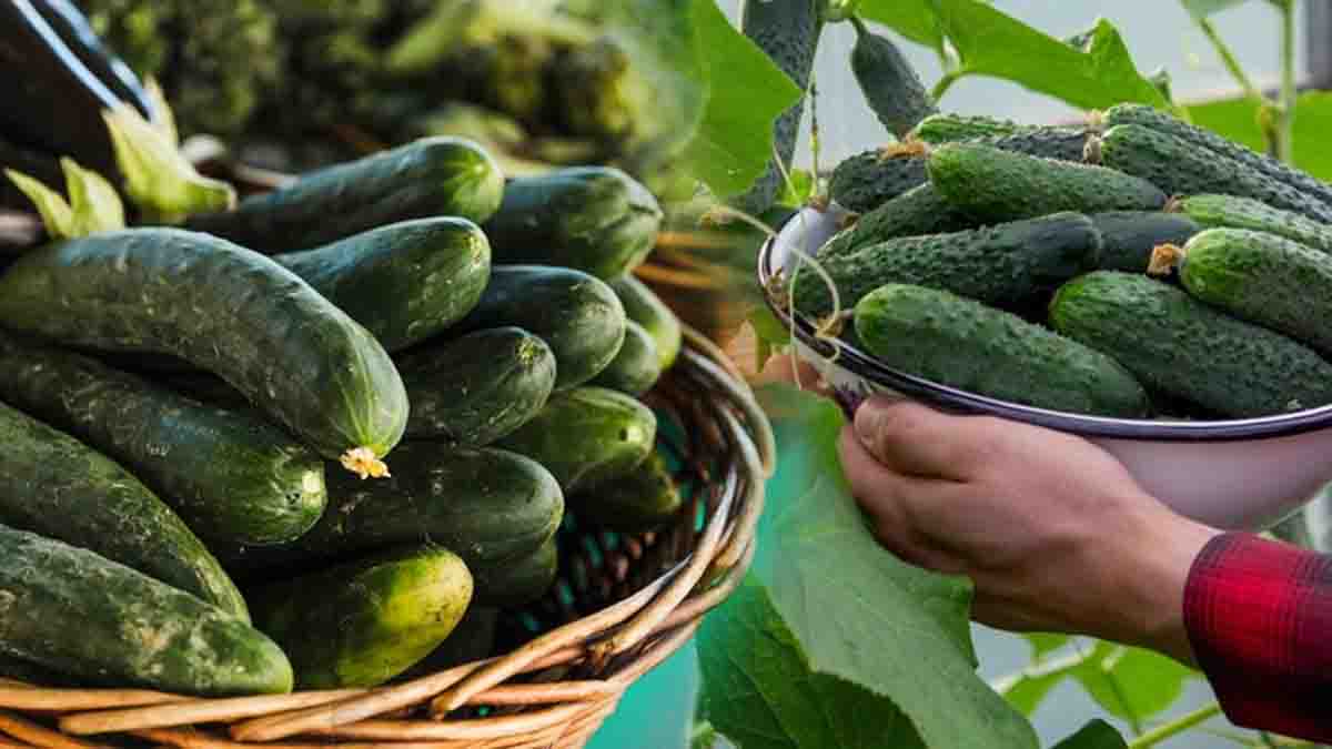 Récolter beaucoup de concombres