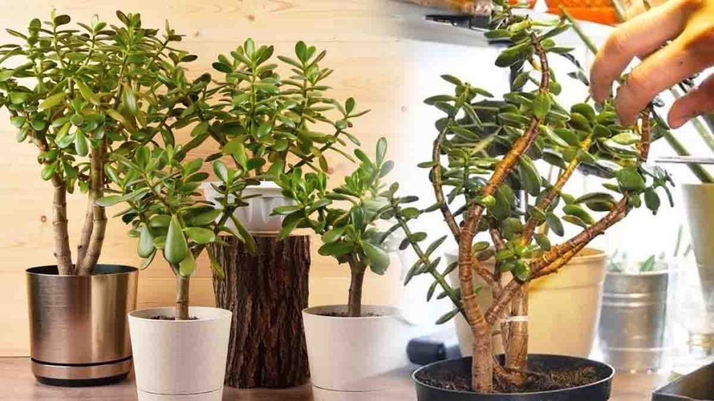 Tailler l'arbre de jade comme un pro