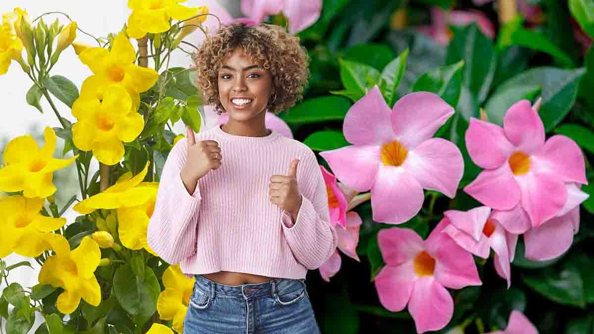 5 engrais naturels pour votre mandevilla