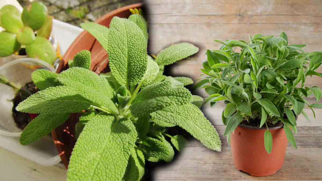 cultiver de la sauge en pot