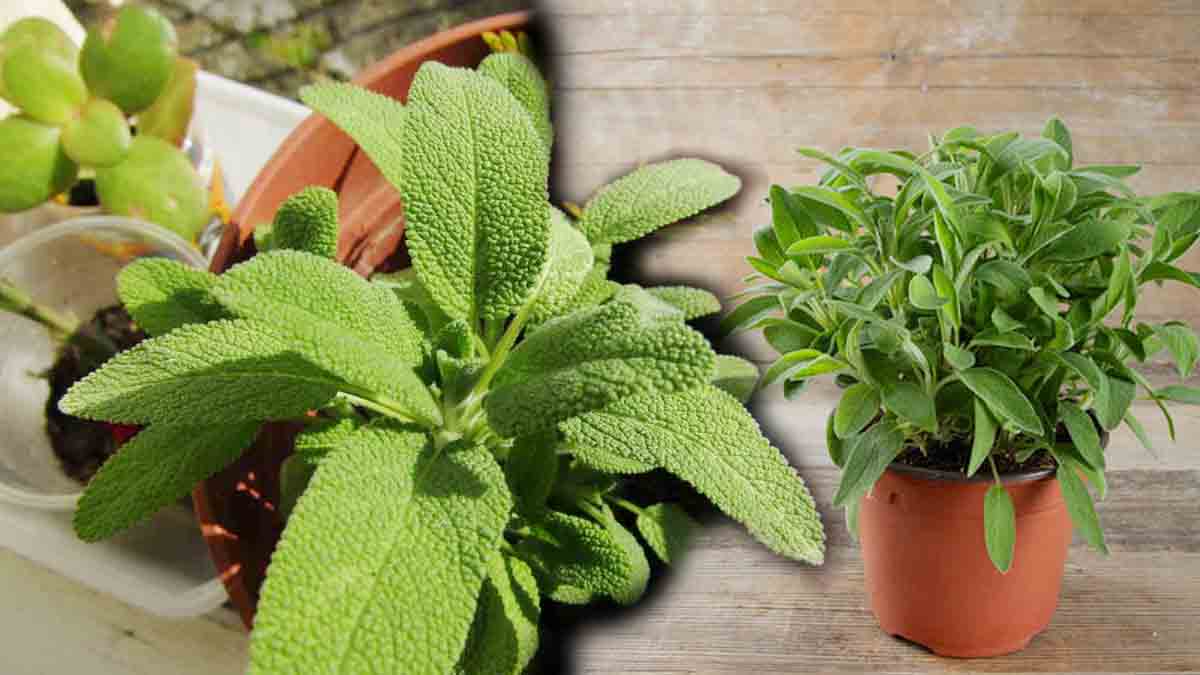 cultiver de la sauge en pot