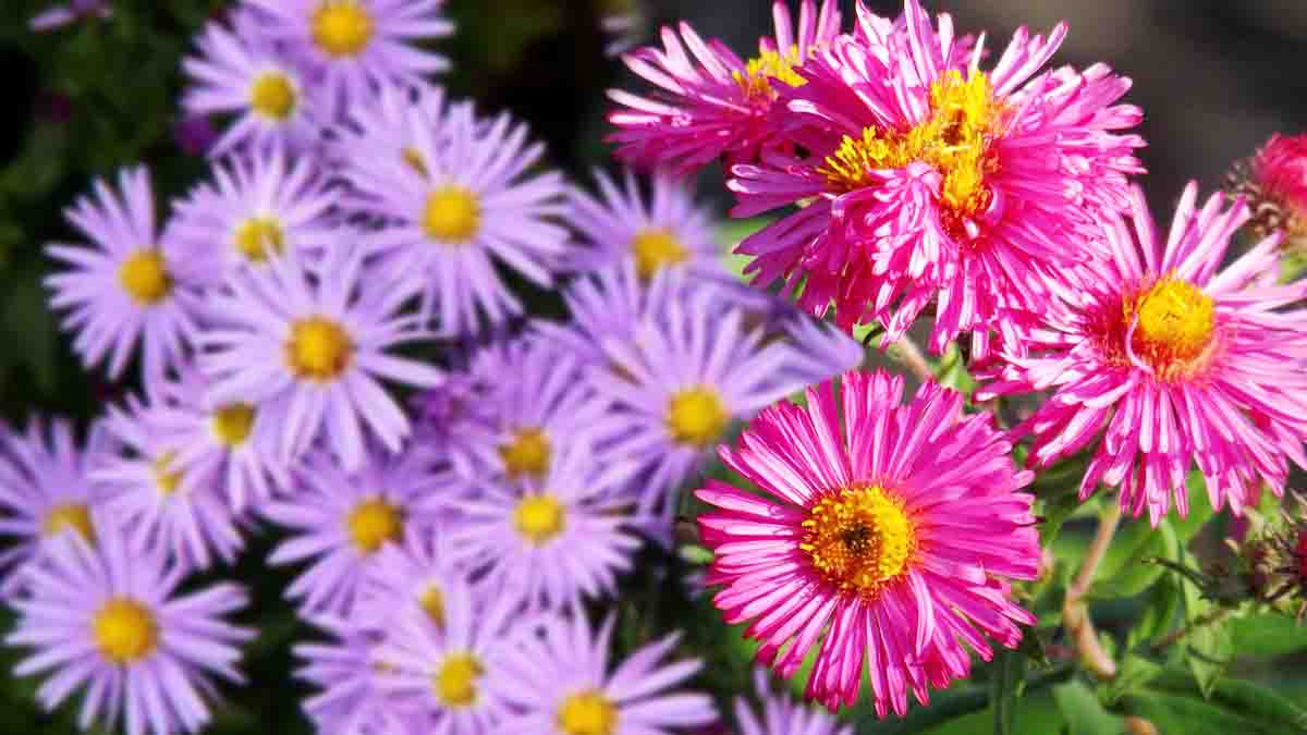 cultiver l'aster de septembre
