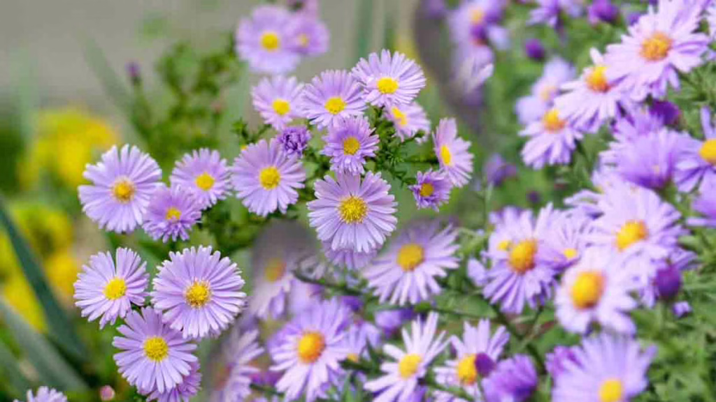 où planter les asters de septembre