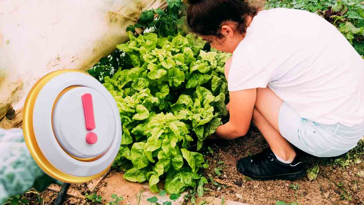 récolter les épinards sans les abîmer