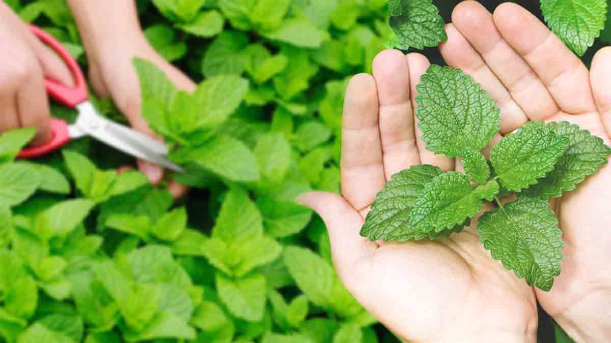 réussir la culture de la menthe en pot