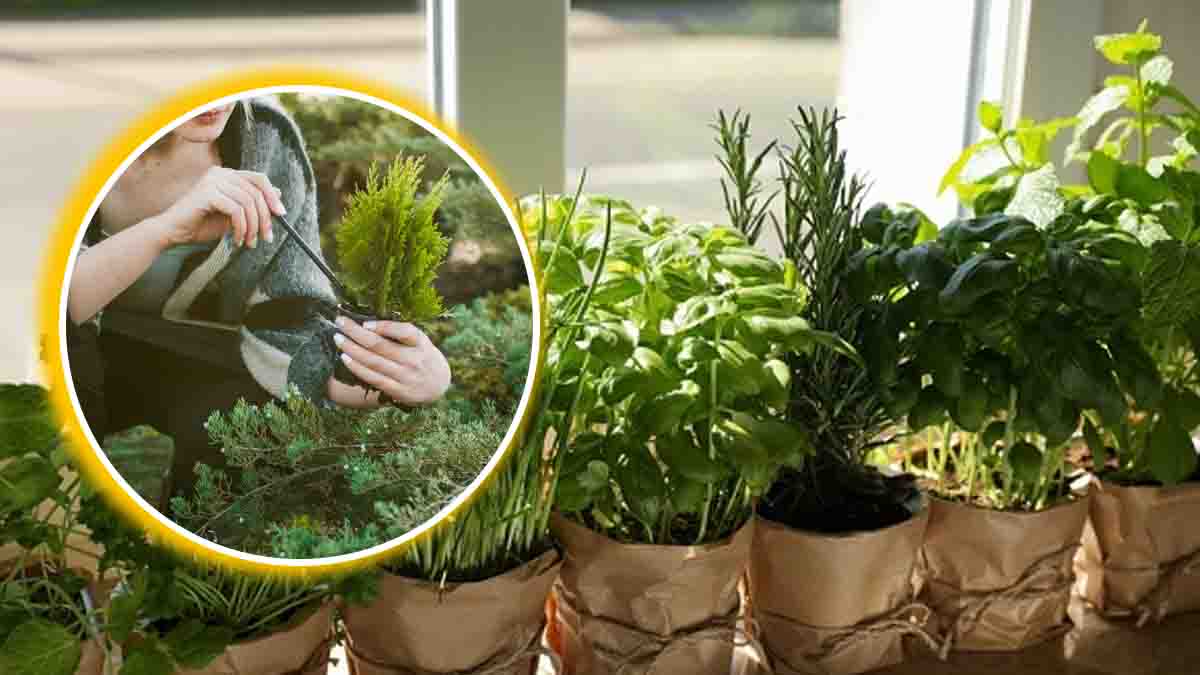 conserver les herbes aromatiques