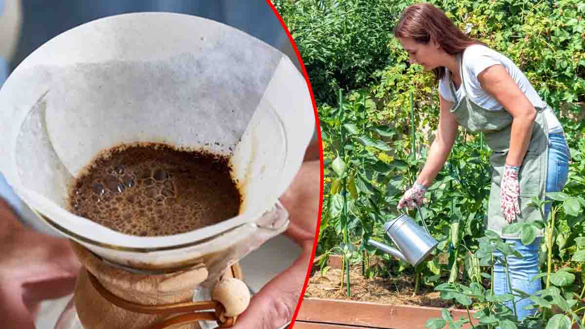 façons de recycler le marc de café