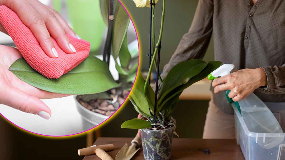 faire briller les feuilles des orchidées