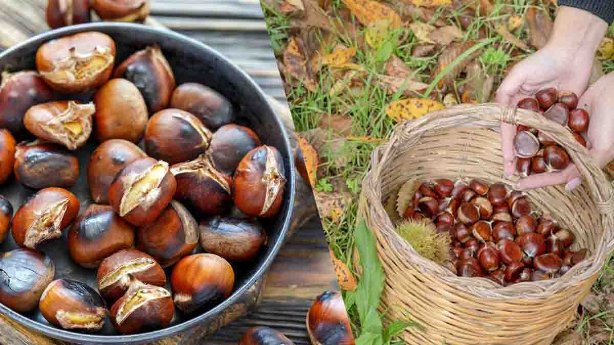 reconnaître les châtaignes comestibles des toxiques